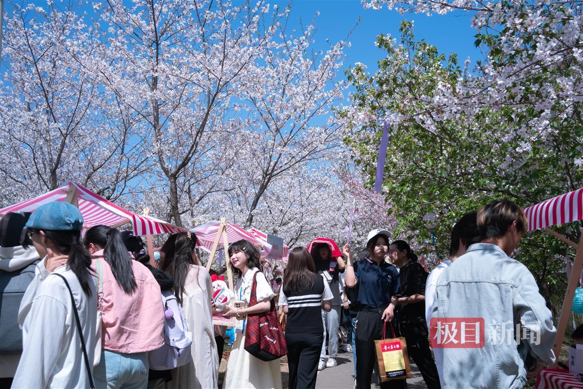 樱花节游园会。通讯员 高文帅 摄.jpg 樱花节游园会。通讯员 高文帅 摄.jpg